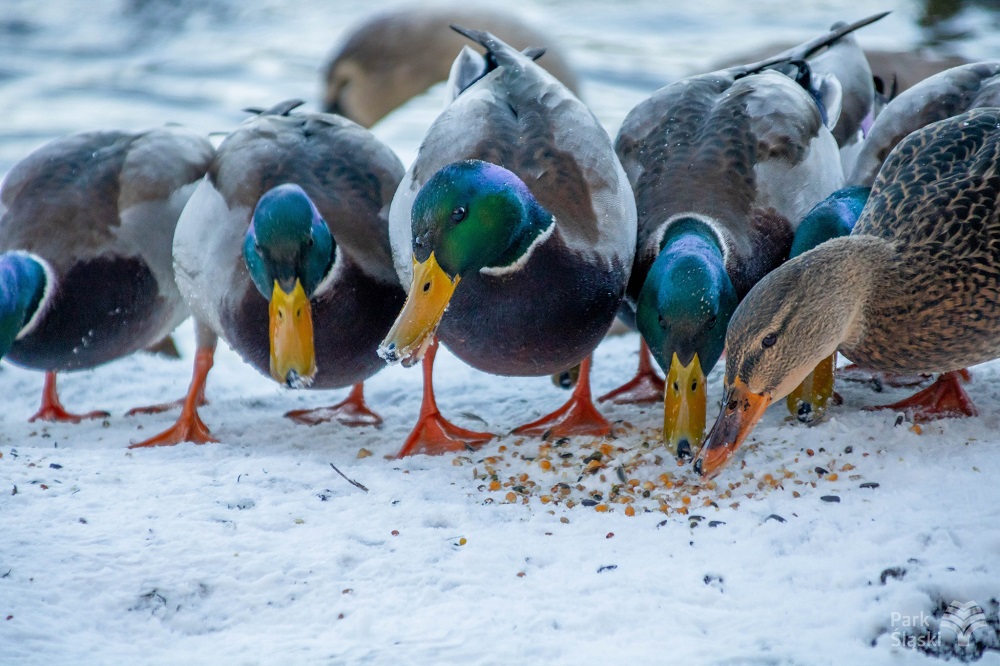 Ptasi Bufet pojawił się na terenie Parku Śląskiego – dokarmiaj nie szkodząc
