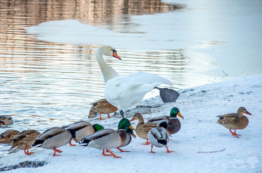 Ptasi Bufet pojawił się na terenie Parku Śląskiego – dokarmiaj nie szkodząc