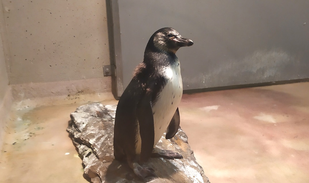 Weź udział w konkursie i wybierz imię dla pierwszego śląskiego pingwinka!