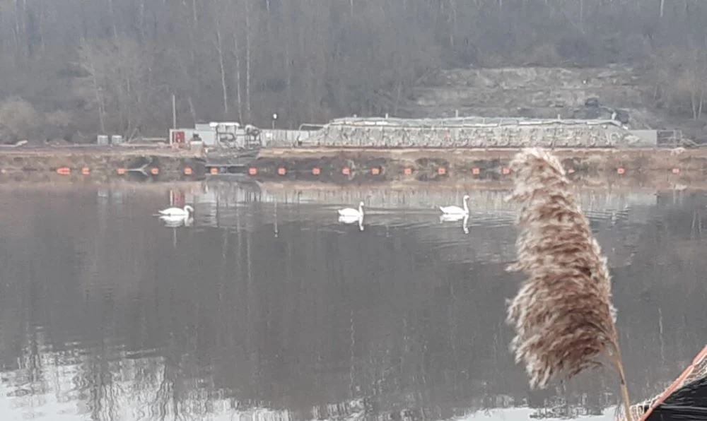Na stawie Kalina pojawiły się łabędzie!
