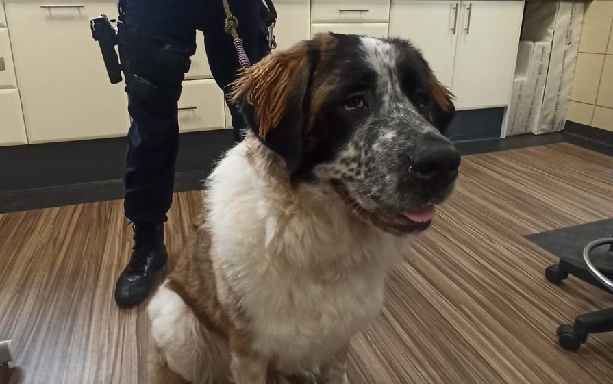 Pies błąkał się przy ul. Dworcowej. Szczęśliwy finał akcji dzięki żorskim policjantom