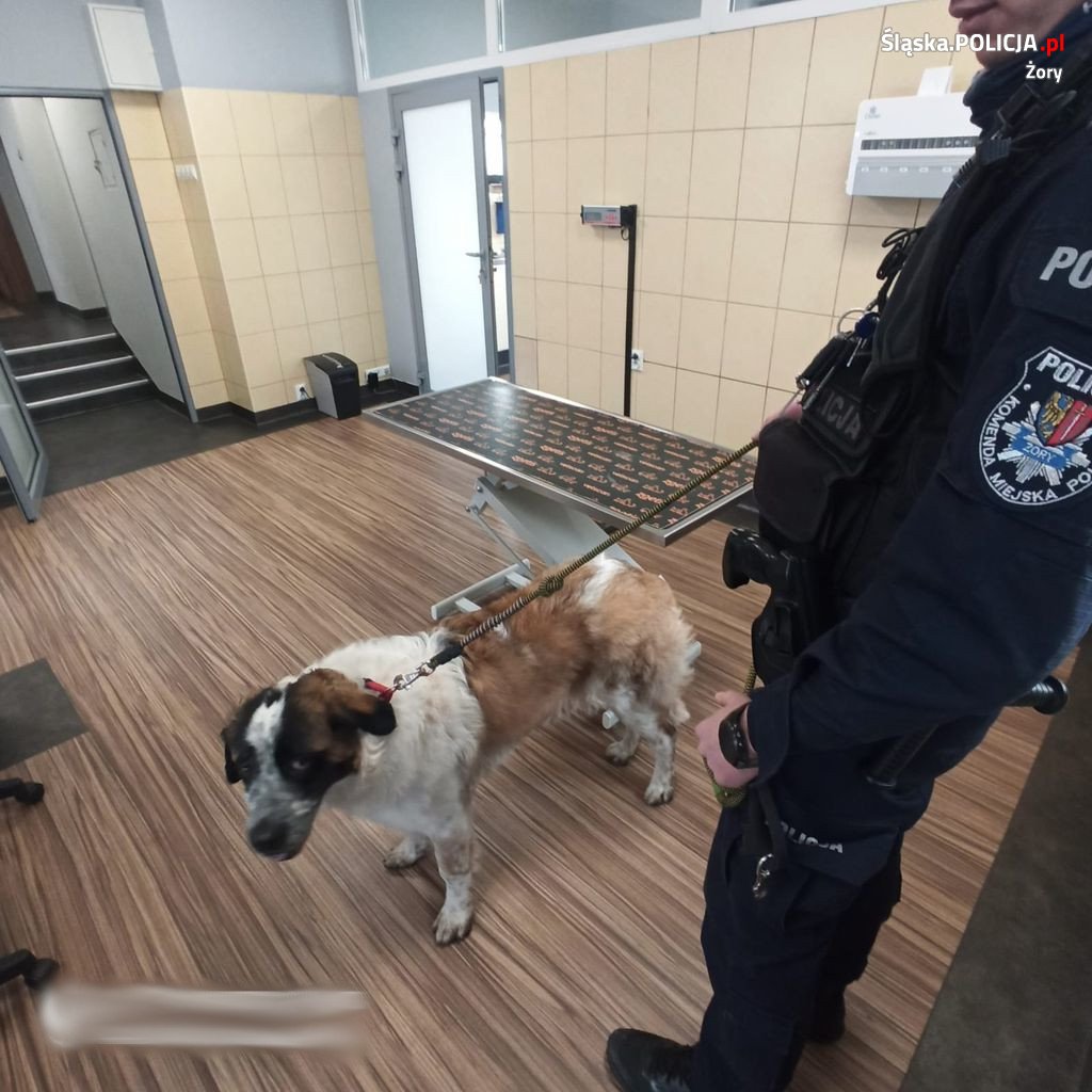 Pies błąkał się przy ul. Dworcowej. Szczęśliwy finał akcji dzięki żorskim policjantom