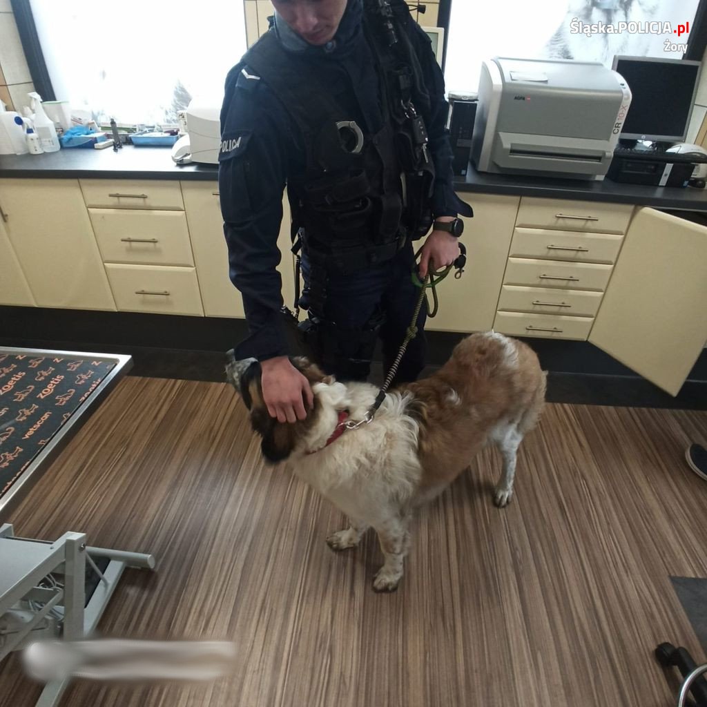 Pies błąkał się przy ul. Dworcowej. Szczęśliwy finał akcji dzięki żorskim policjantom