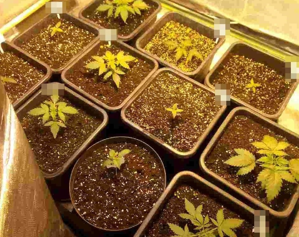 Zabrzańscy kryminalni zlikwidowali domową uprawę marihuany