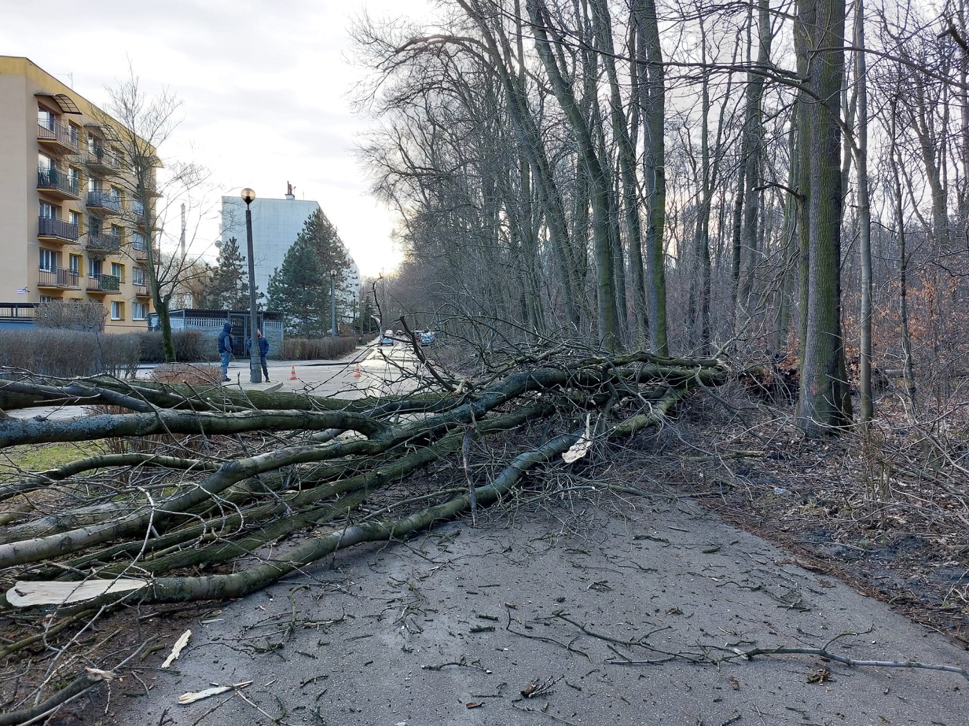 Interwencje po przejściu silnych wiatrów przez Zabrze