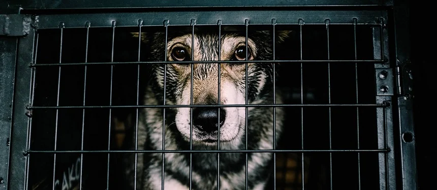 Przed nami 10. edycja akcji "Kocham Rudą Faunę"