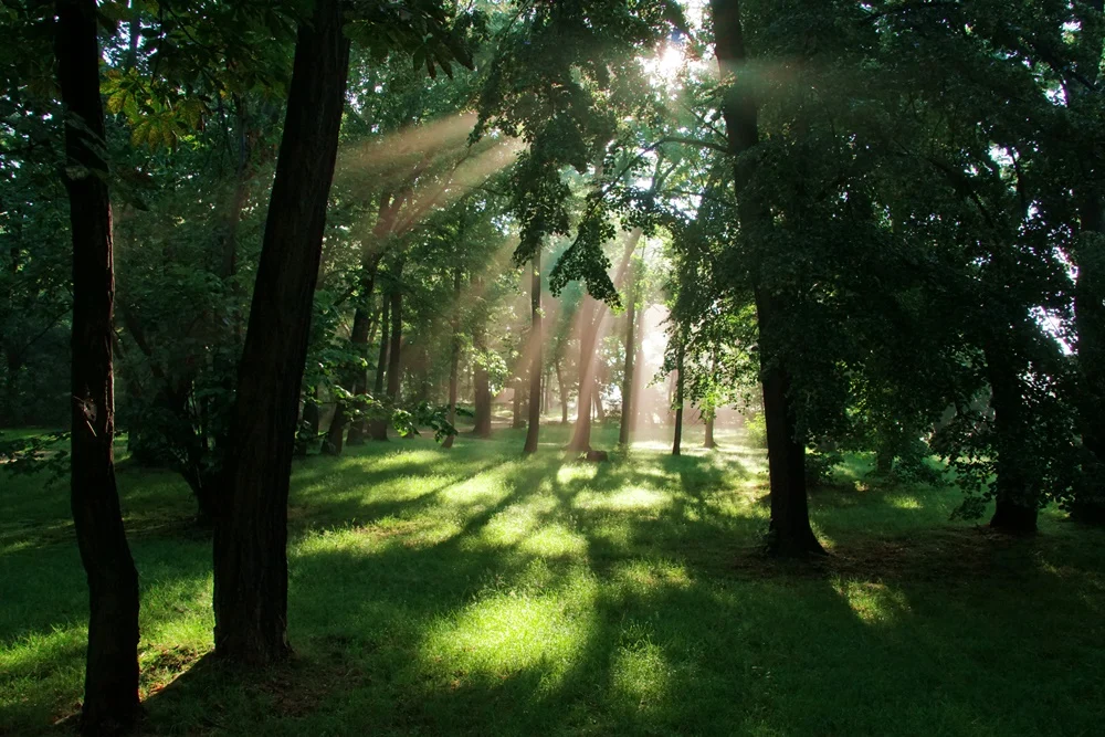 W Rudzie Śląskiej będzie więcej zieleni?