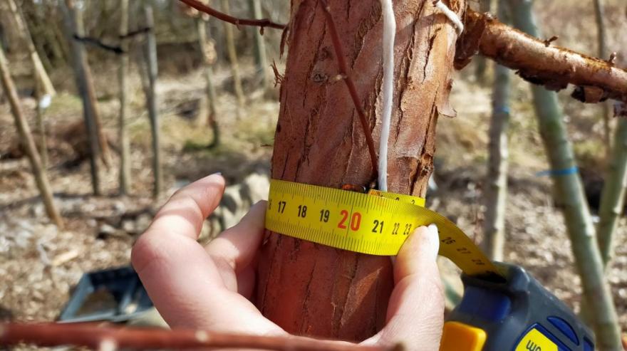 #zielonegliwice. Wiosna w biegu!