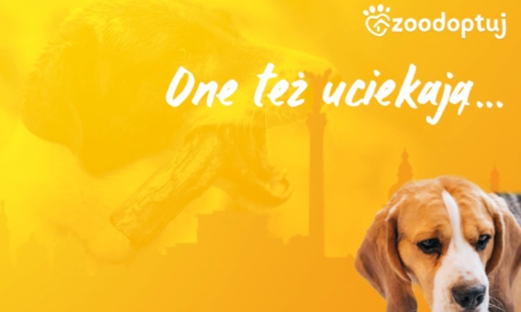 Dwie palety karmy dla psów i kotów z Ukrainy w Fundacji SosnoŚląskie