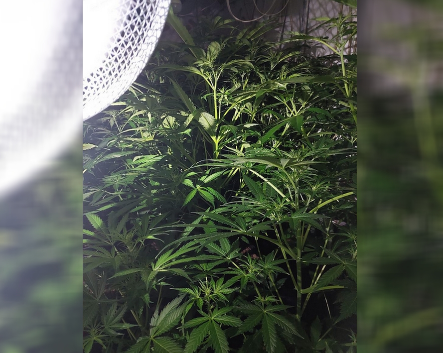 39-latek z dozorem. Uprawiał konopie i miał prawie 7,5 kg suszu marihuany