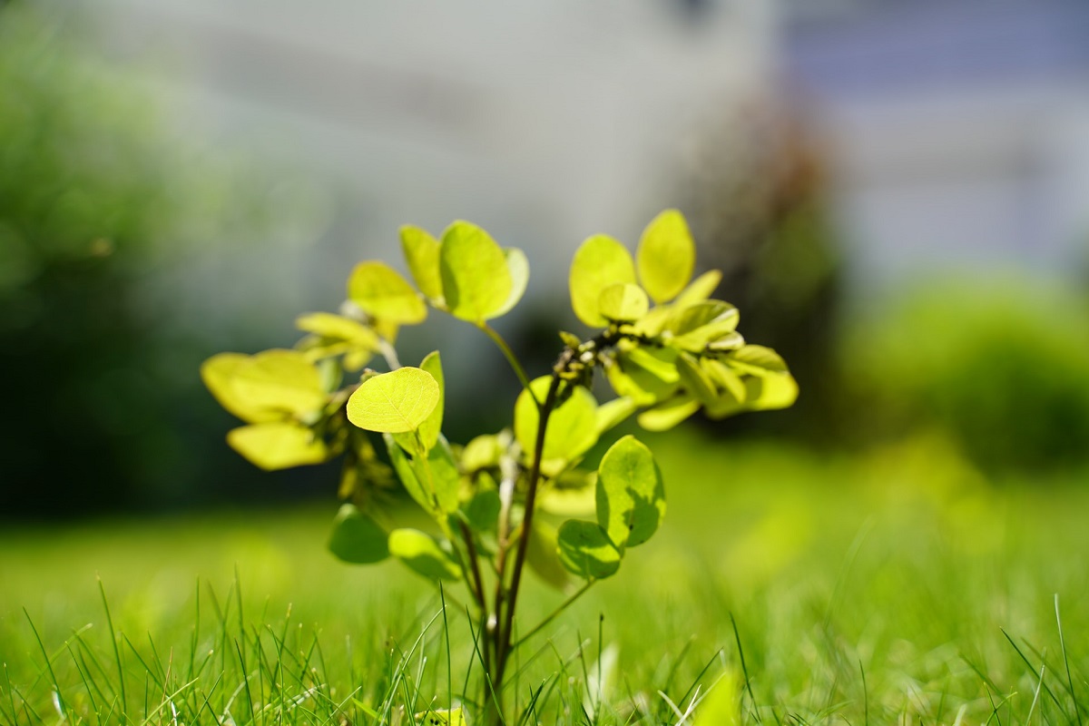 125 drzew na 125-lecie Teatru Zagłębia