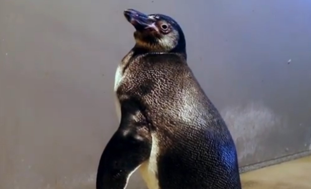 Pingwin urodzony w Śląskim Ogrodzie Zoologicznym ma już imię! Konkurs rozstrzygnięty
