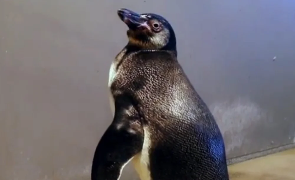 Pingwin urodzony w Śląskim Ogrodzie Zoologicznym ma już imię! Konkurs rozstrzygnięty