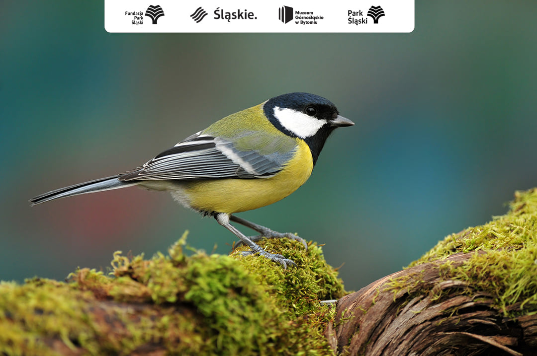 Co nowego w Parku Śląskim? - Inwestycje i coś dla miłośników zwierząt!