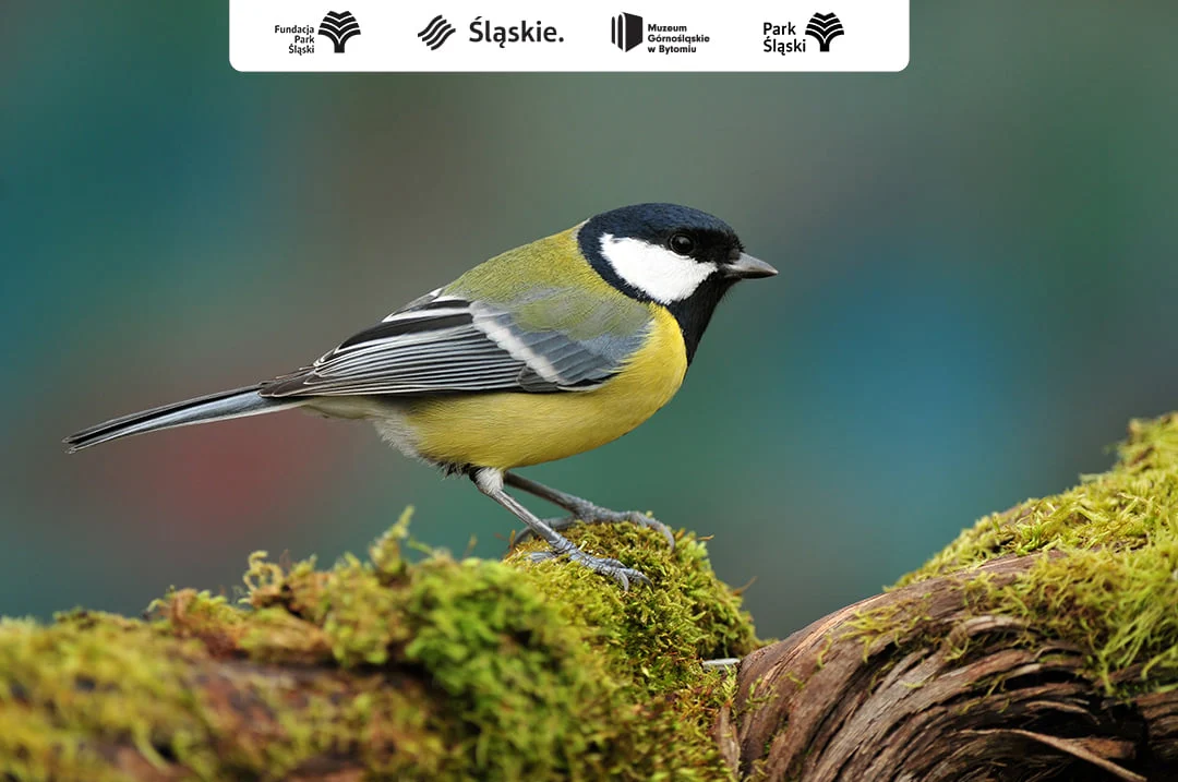 Co nowego w Parku Śląskim? - Inwestycje i coś dla miłośników zwierząt!