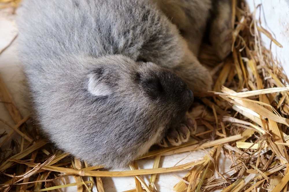 Pierwsze w Polsce rosomaki urodziły się w Śląskim Ogrodzie Zoologicznym
