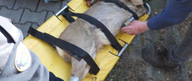 Świętochłowiccy strażacy na ratunek uwięzionej sarnie