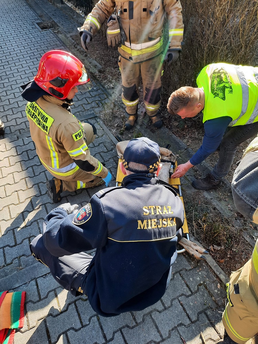 Świętochłowiccy strażacy na ratunek uwięzionej sarnie