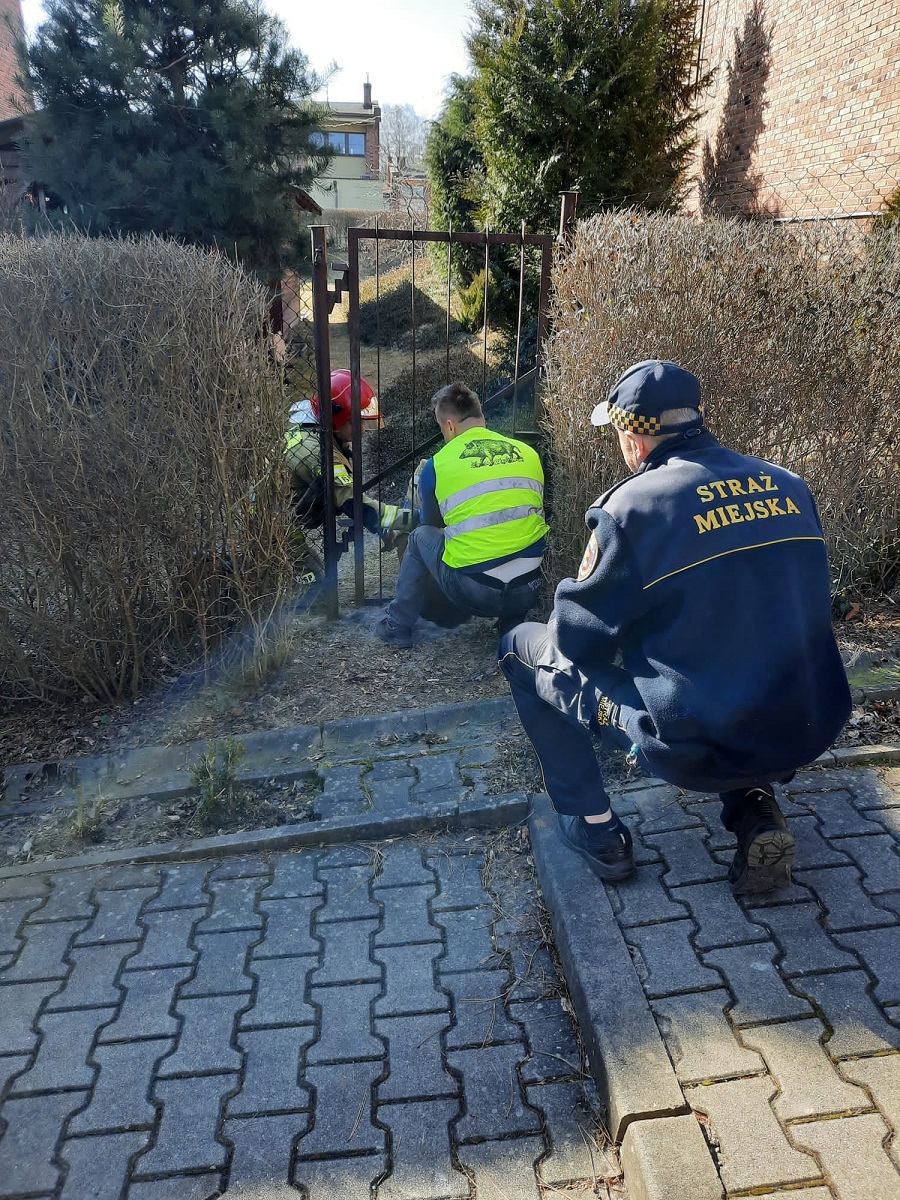 Świętochłowiccy strażacy na ratunek uwięzionej sarnie