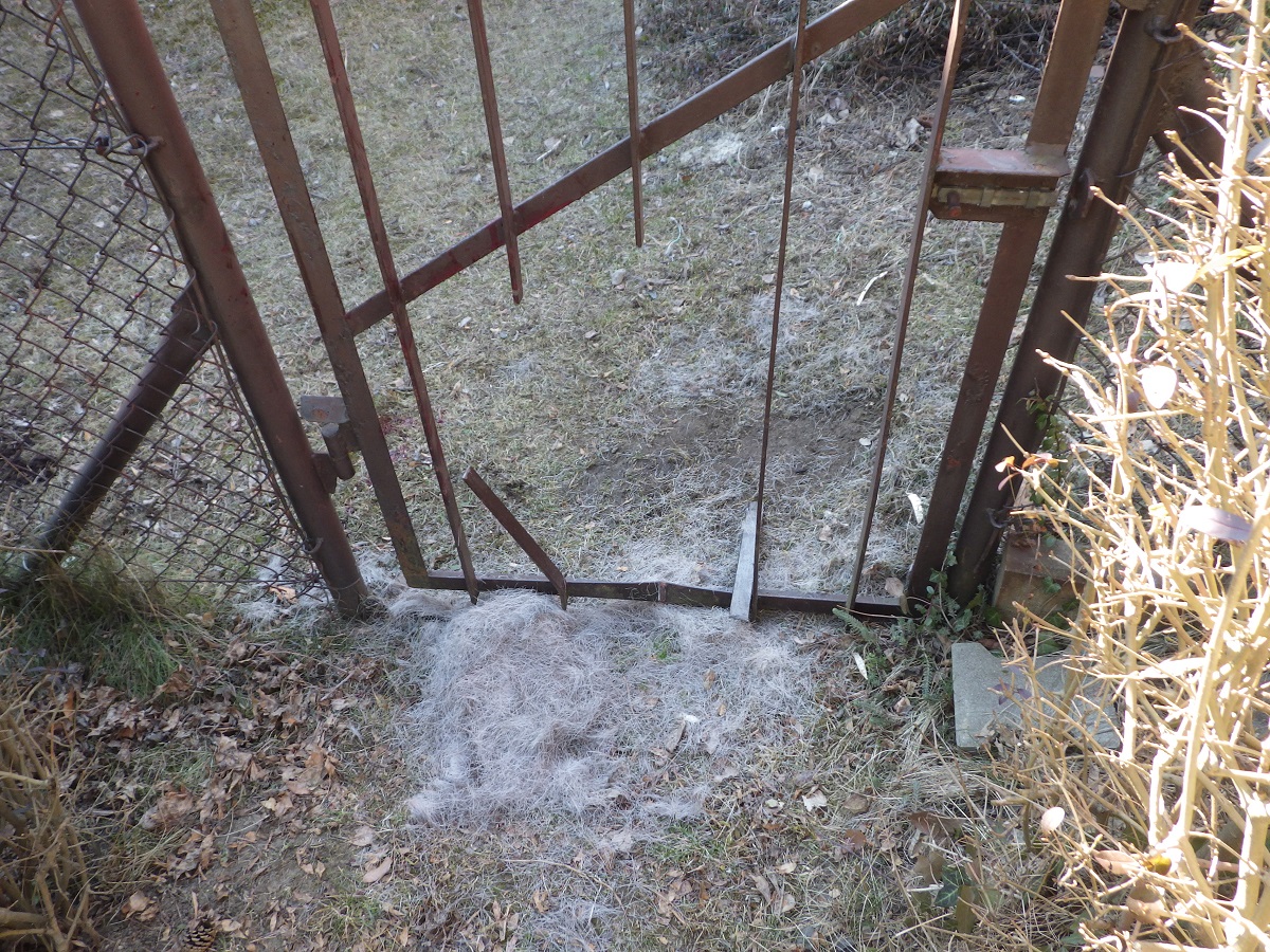 Świętochłowiccy strażacy na ratunek uwięzionej sarnie