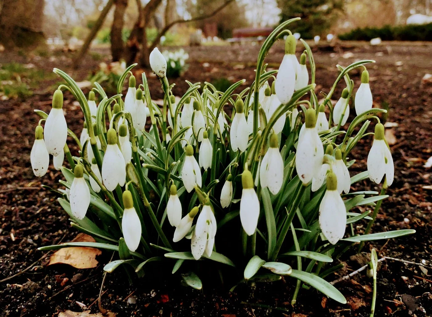 Nadchodzi wiosna! W Miejskim Ogrodzie Botanicznym zakwitły przebiśniegi