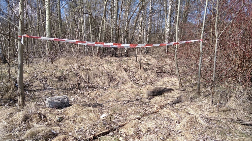 Makabryczne odkrycie w Rudzie Śląskiej. Znaleziono dzika bez głowy