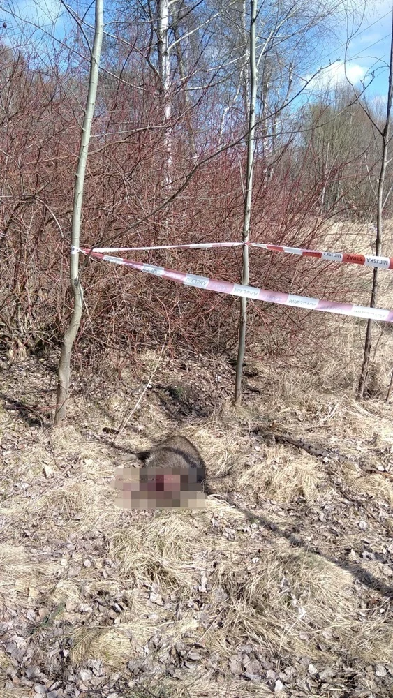 Makabryczne odkrycie w Rudzie Śląskiej. Znaleziono dzika bez głowy