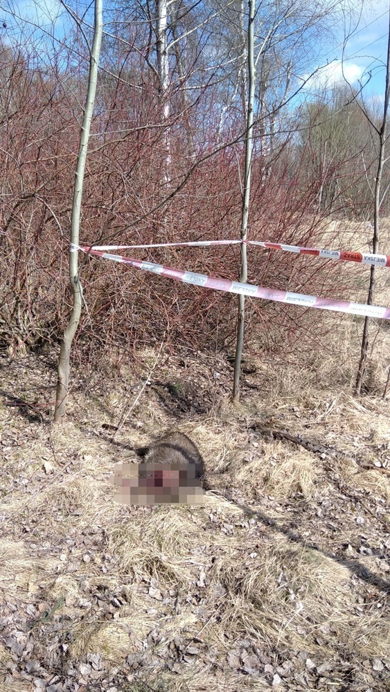 Makabryczne odkrycie w Rudzie Śląskiej. Znaleziono dzika bez głowy