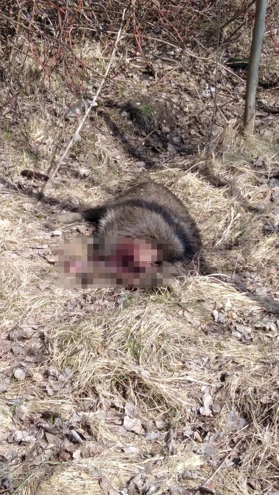 Makabryczne odkrycie w Rudzie Śląskiej. Znaleziono dzika bez głowy