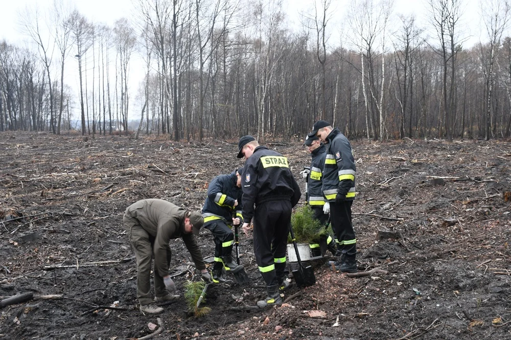 Posadź drzewko z Nadleśnictwem Katowice 7