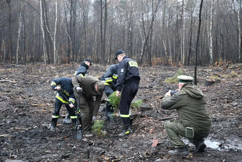 Posadź drzewko z Nadleśnictwem Katowice 8