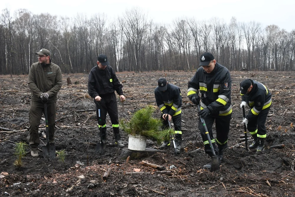 Posadź drzewko z Nadleśnictwem Katowice 9