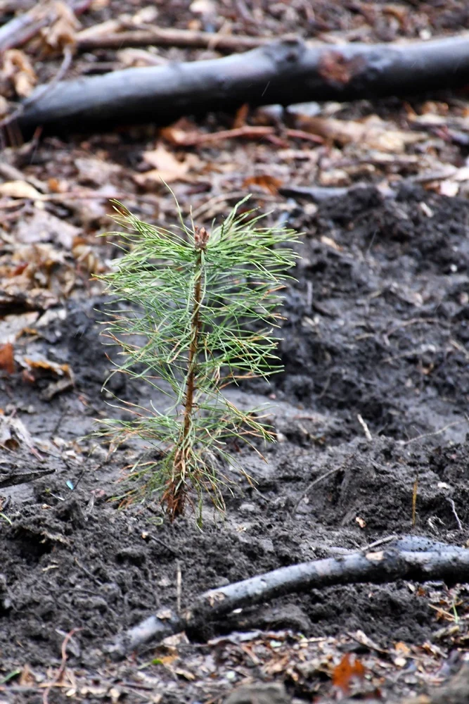 Posadź drzewko z Nadleśnictwem Katowice 12