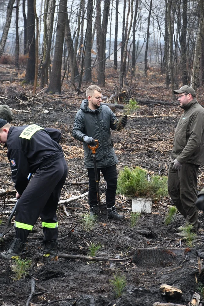 Posadź drzewko z Nadleśnictwem Katowice 22