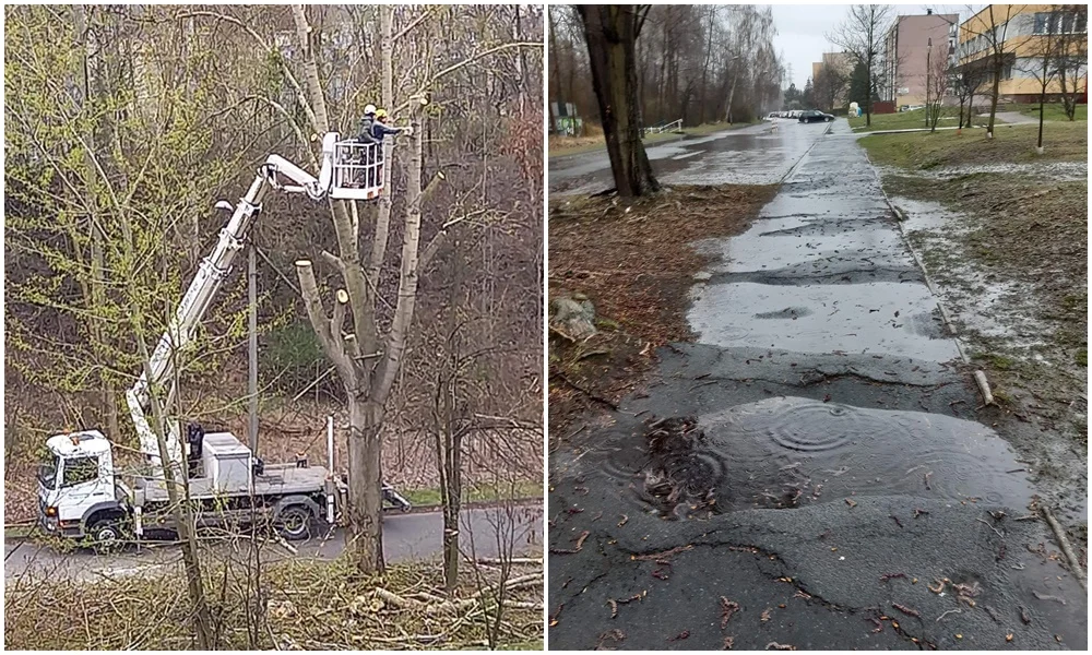 Remont chodnika wiąże się z wycinką drzew. Część mieszkańców jest niezadowolona