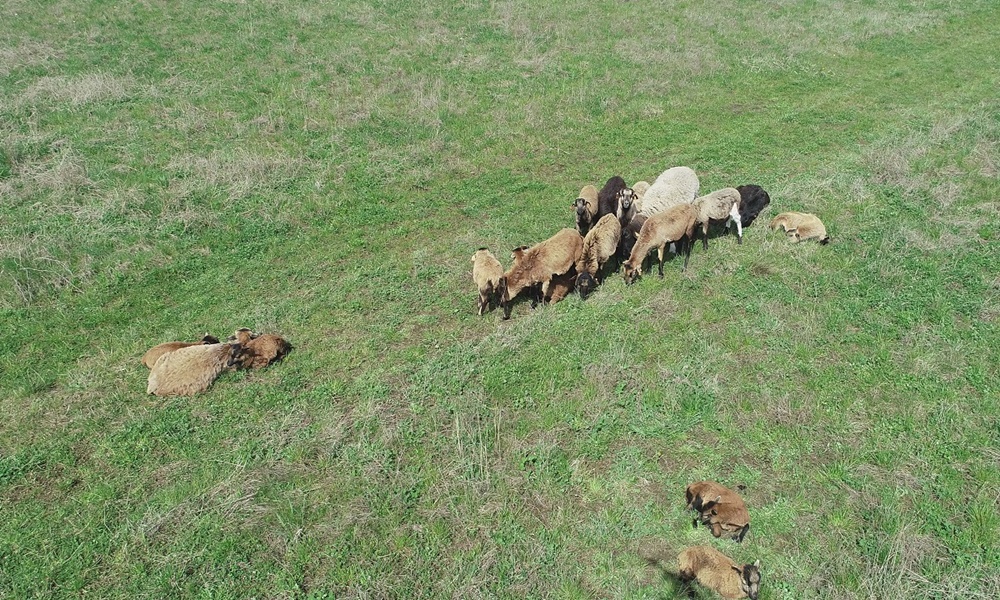 "Czworonożne kosiarki" na dawnym składowisku