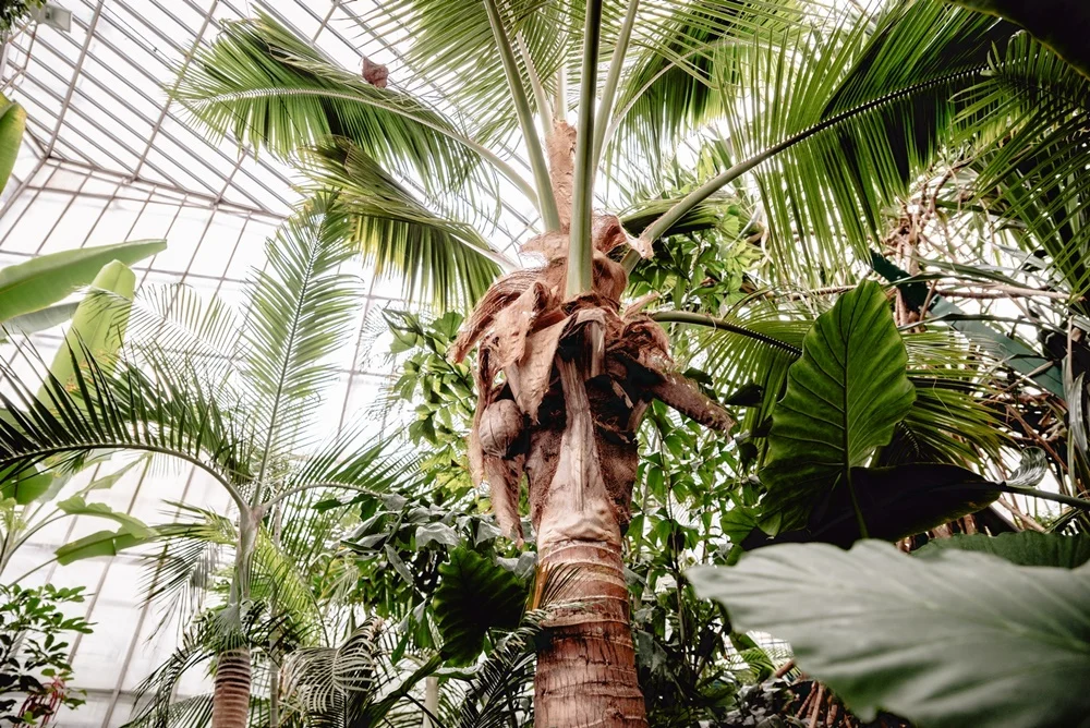 Palmiarnia w Gliwicach — jakie egzotyczne rośliny możemy w niej zobaczyć?