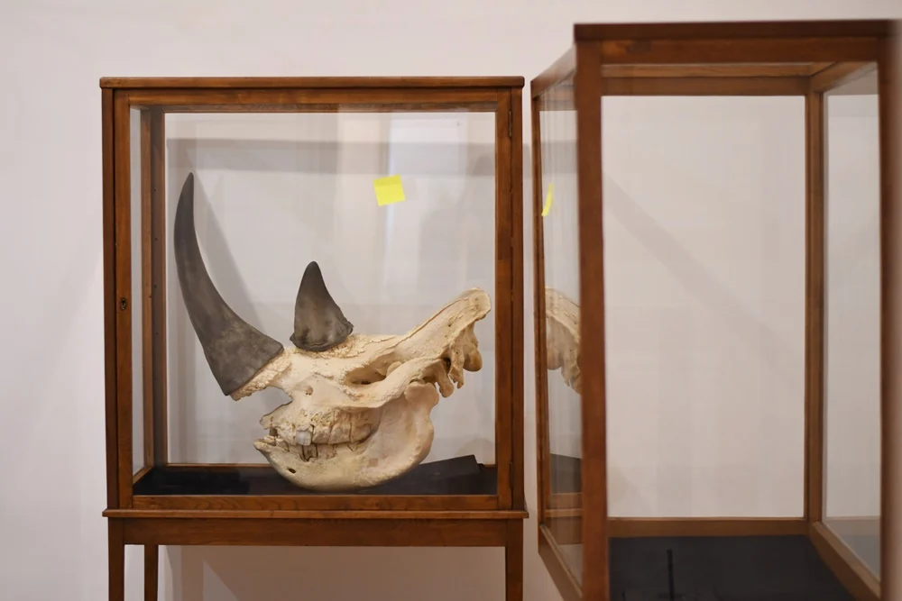 Nowa przyrodnicza wystawa w Muzeum Górnośląskim