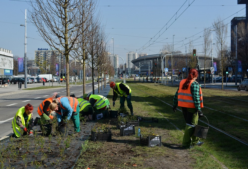 Wiosenne porządki w Katowicach