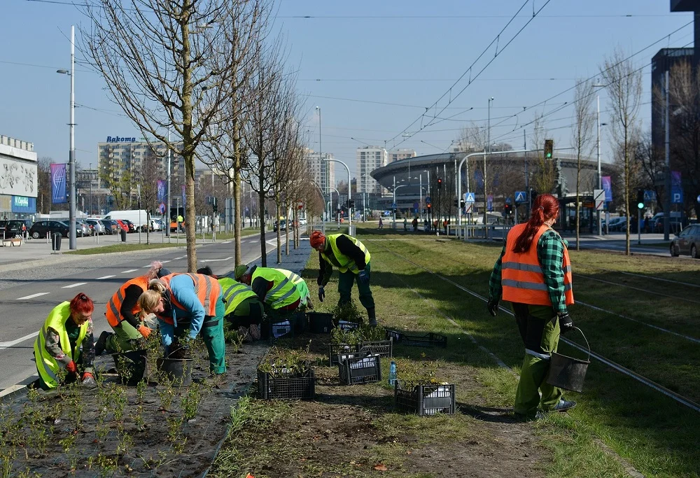 Wiosenne porządki w Katowicach