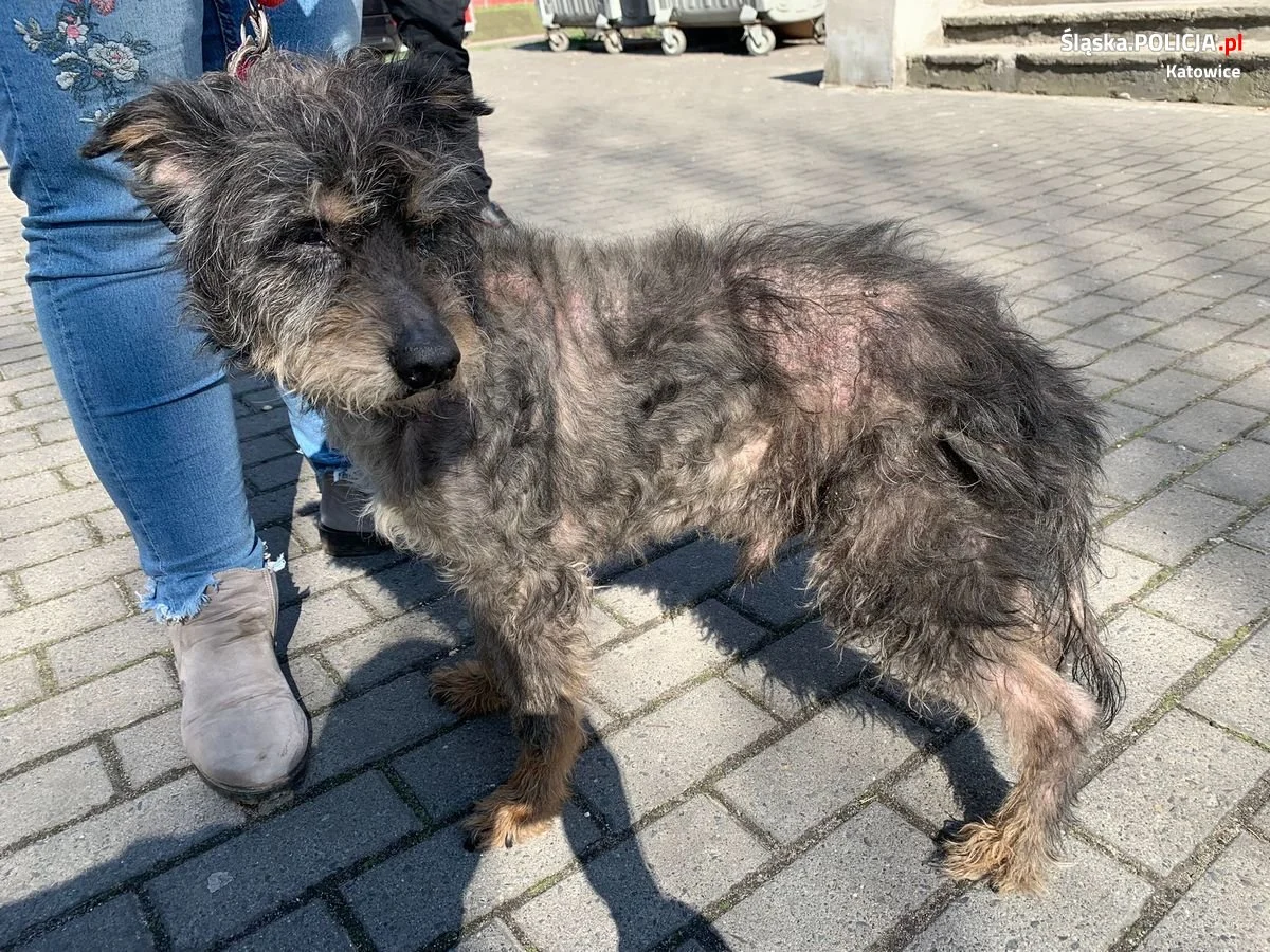Katowice: Zaniedbany i wychudzony pies odebrany właścicielowi