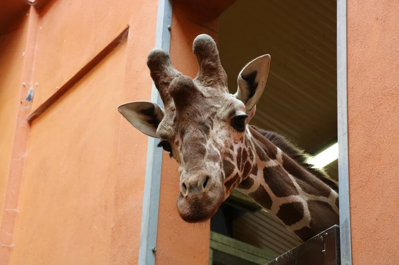 Żyrafa Ignaś, to nowy mieszkaniec Śląskiego Ogrodu Zoologicznego