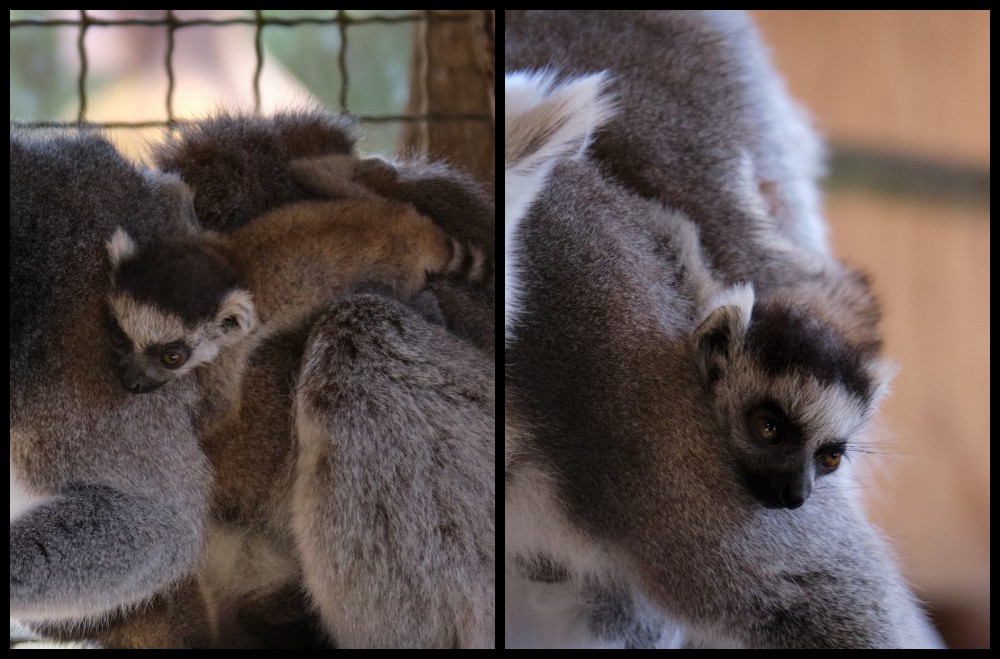 Baby Boom w chorzowskim ZOO – na świat przyszły lemury i hirara