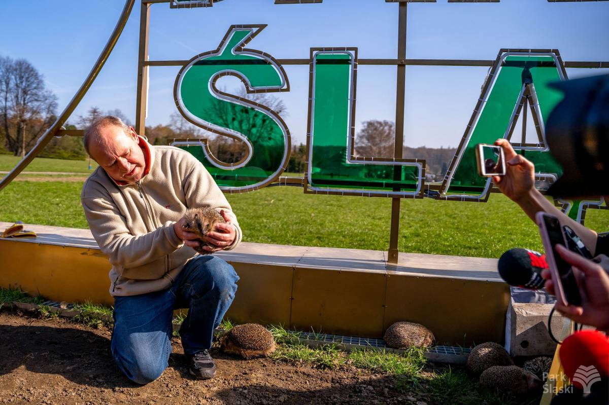 Jeże zadomowiły się w Parku Śląskim