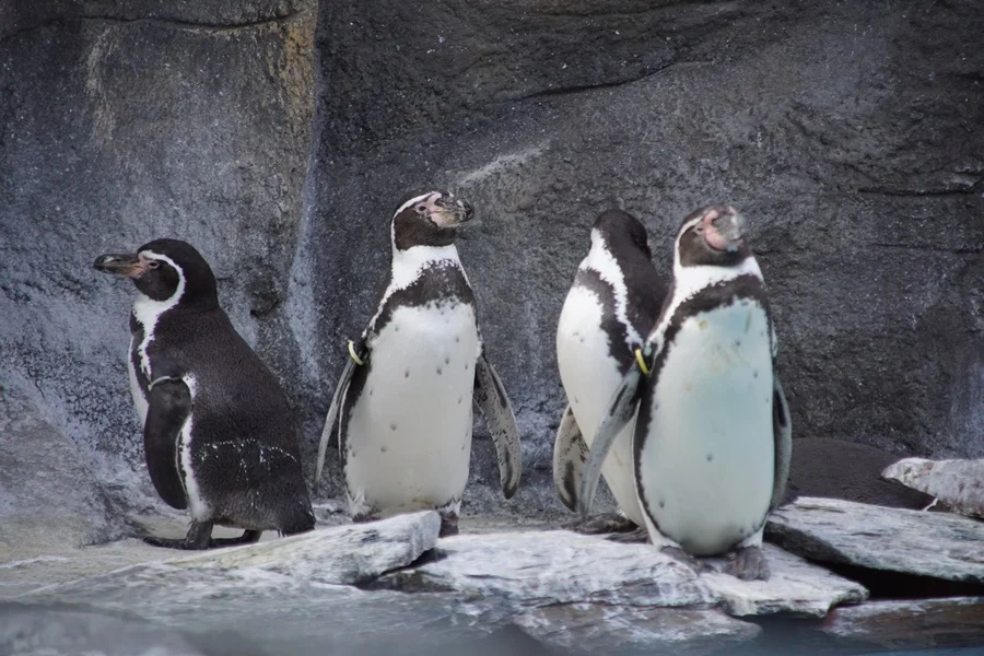 Pingwiny z chorzowskiego ZOO po zimowej przerwie wróciły na zewnętrzny wybieg