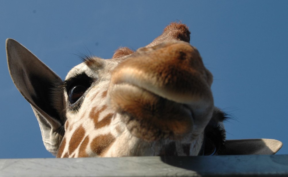 Śląski Ogród Zoologiczny podał nowy cennik biletów. Od 1 maja 2022 zapłacimy dużo więcej