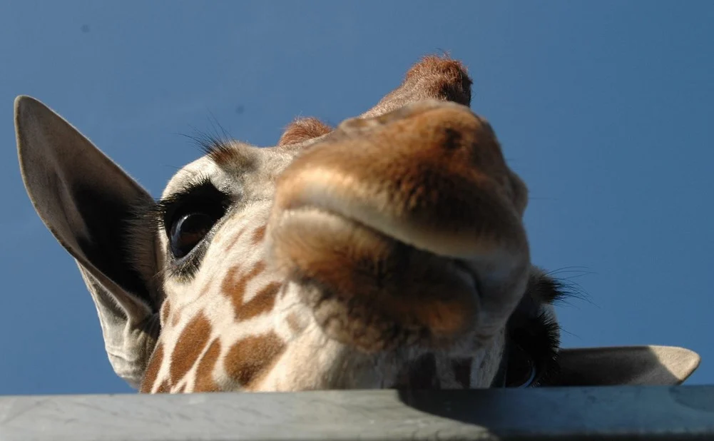 Śląski Ogród Zoologiczny podał nowy cennik biletów. Od 1 maja 2022 zapłacimy dużo więcej