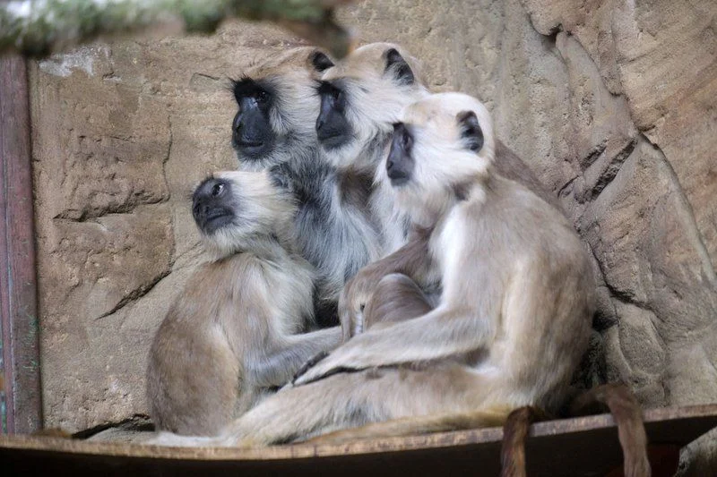 W chorzowskim ZOO zamieszkały hulmany