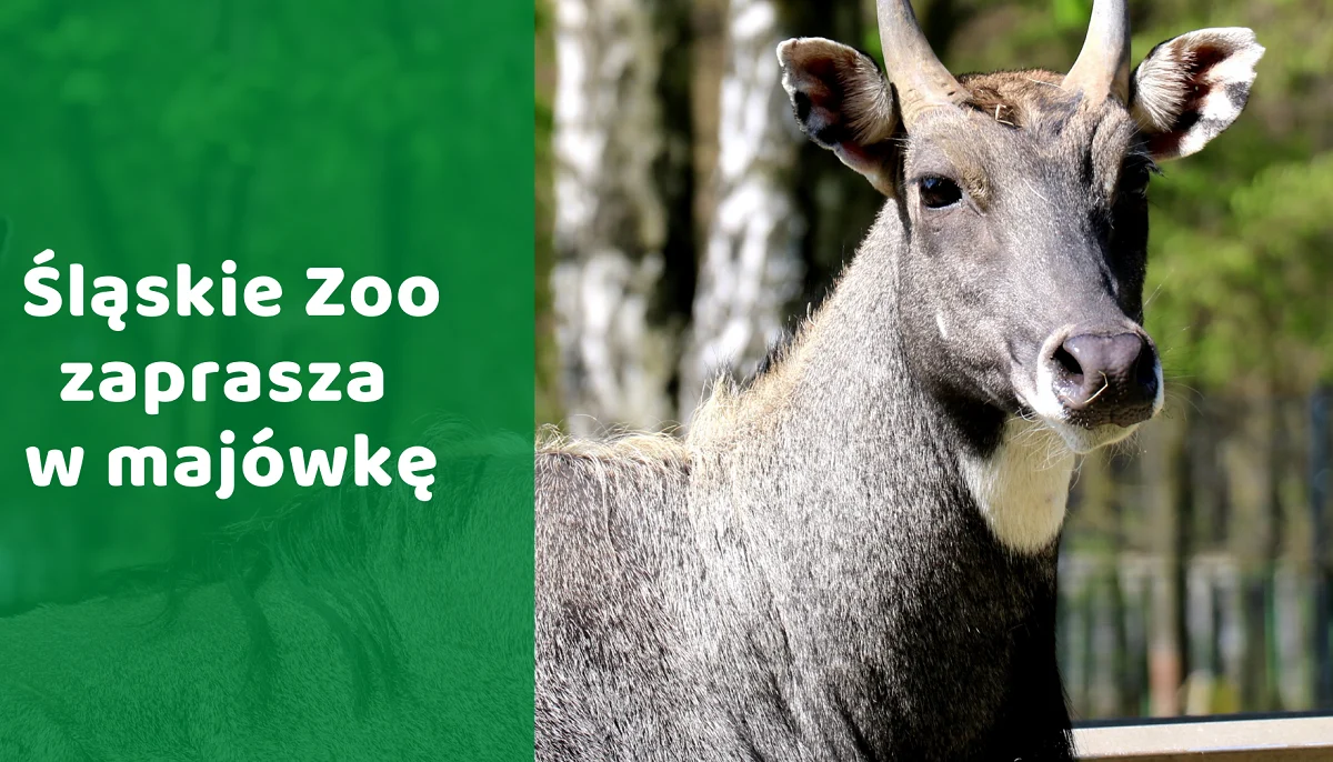 Śląski Ogród Zoologiczny zaprasza w majówkę!