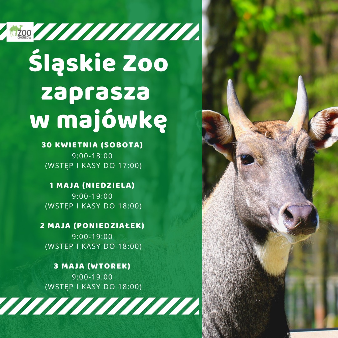 Śląski Ogród Zoologiczny zaprasza w majówkę!